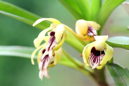 Eine der schoensten Orchideen, die ich bisher wild gesehen habe...