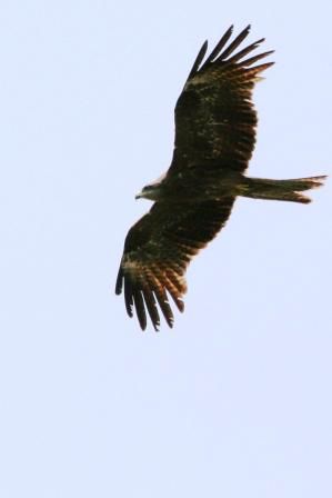 Endlich kann ich Voegel fotographieren... Und dass sogar im Flug! Einfach nur geil oder....?