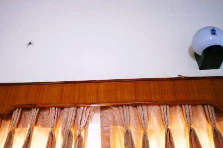 Eine typische Szene in meinem Zimmer: Wo sich Gecko und Spinne Gute Nacht sagen...
(ich hoff man kann links oben die Spinne und rechts den Gecko auf der Gardinenleiste erkennen)