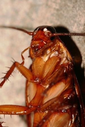 Wie der Biologe sofort sieht, Periplaneta americana, (die musst ich auch schon mal aufschlitzen...)