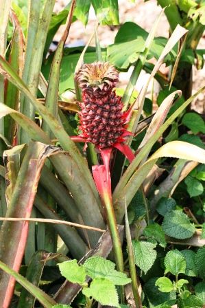 So sieht eine junge Ananas aus... (gehoert zu den Bromeliengewaechsen, glaub ich...)