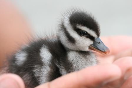 Wir haben ihn (oder ist es eine sie?) Mr. Donald Duck getauft...