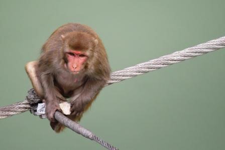 Dieser Rhesusaffe hielt auch den Brotstueckchenbeschuss von einigen Hinus lange stand. Sonst waere er auch 20 Meter tief in den Ganges gestuerzt. Aber diese Affen sind echt nicht freundlich, fauchen einen an, wenn man ein Portrait von ihnen schiessen will.
