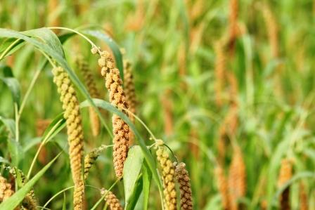 Hirse (Millet) fuer den Schnaps