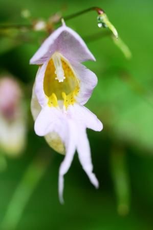 ein huebsches Springkraut (Impatiens)...