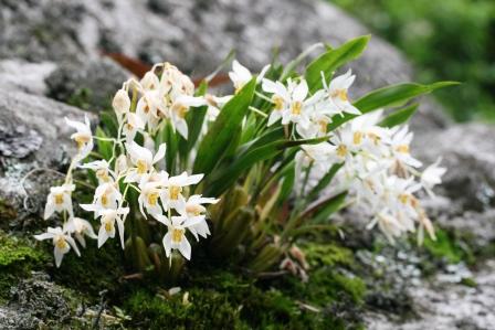 Und eine huebsche Orchidee (Gattung Coelogyne)