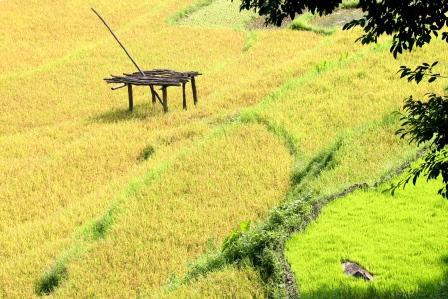 ...golden rice...