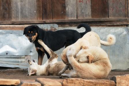 ...so tolle Tiere...