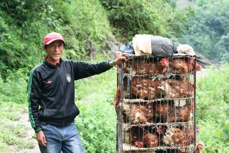 Chicken transport