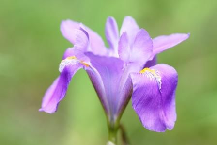 Iris spec.