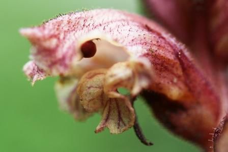 Nein kein Ritterhelm, eine richtige schmarotzende Orobanche ist dies...