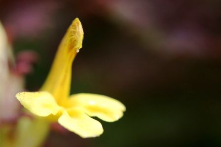 Ein wuscheliges Laeusekraut (Pedicularis)