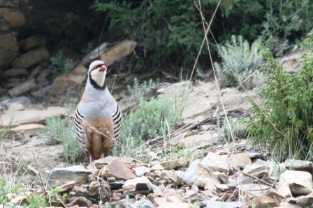 (Alectorus chukar)