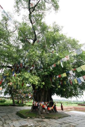 Der heilige Pipaal Baum (Ficus religiosus) vor dem Teich, an dem Maya nach der Geburt Buddhas ein Bad genommen haben soll