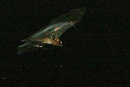 Ich bin der Batman!