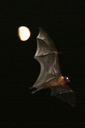 Was hab ihr denn fuer bescheuerte Capes an, nein... ich bin der Batman!