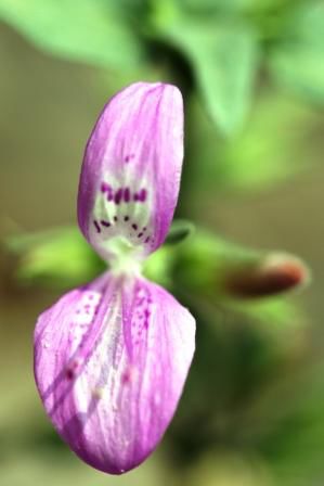 Koennte Stachys nepalensis sein (Lamiaceae)