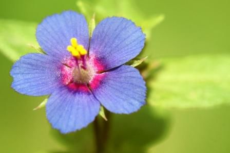 Koennte Anagallis arvensis (Primulaceae) sein.