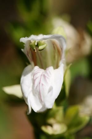 Justicia abhatoda (Indisches Lungenkraut)(Acanthaceae). Diesen stark richenden kleinen Busch findet man hier ueberall. Wiki sagt: Diese Pflanzenart wurde bereits vor 3000 Jahren bei der Tuberkulosebehandlung und gegen Asthma eingesetzt. Die Wirkstoffe erweitern die Bronchien und sind schleimlösend. Die moderne Medizin setzt die Wirkstoffe dieser Pflanzenart auch gegen Heuschnupfen ein. Der Naturauszug wirkt wie ein Breitband-Antiallergikum. Außerdem wird es gegen starke Blutungen (z. B. Nasenblutungen), Hepatitis, Fieber und Augenentzündungen eingesetzt.