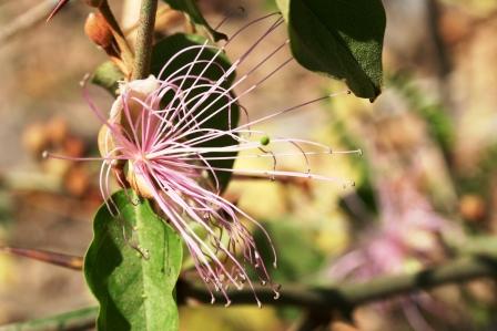 verm. Capparis spinosa Capparidaceae der Echte Kapernstrauch, wird als Kochzutat, Heilmittel und Aphrotisiakum verwendet