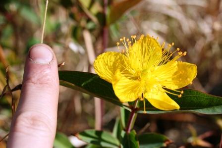 Na na na.... Richtig! Ein Johanniskraut und zwar vermutlich Hypericum oblongifolium