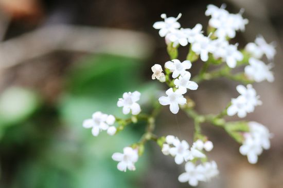 Richtig ein Baldrian!
vermutlich  Valeriana pyrolifolia 