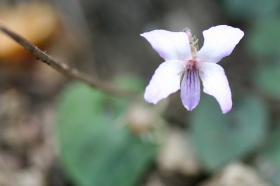 Ja eines der vielen Veilchen, die ich nicht naeher als bis Viola bestimmen kann