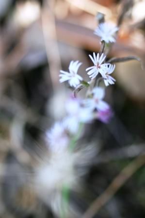 Kaum zu glauben aber wahr, eine Asteraceae (Korbbluetler) Ainsliaea aptera x 2/3 (was das Zweidrittel bedeutet weiss ich auch nicht)