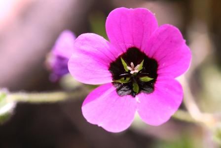 Ein Storchschnabel (Geranium spec.)