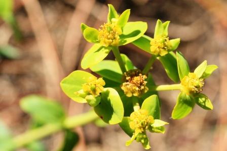 eine der vielen Wolfsmilchgewaeches die es hier gibt... also Euphorbia spec. (reicht)