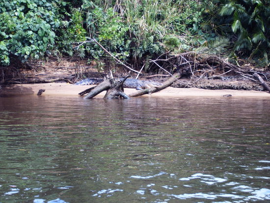"Scareface" der Herr des Daintrees,leider etwas versteckt