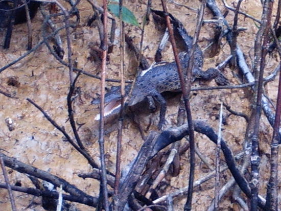 Kleines Krokodil im Daintree