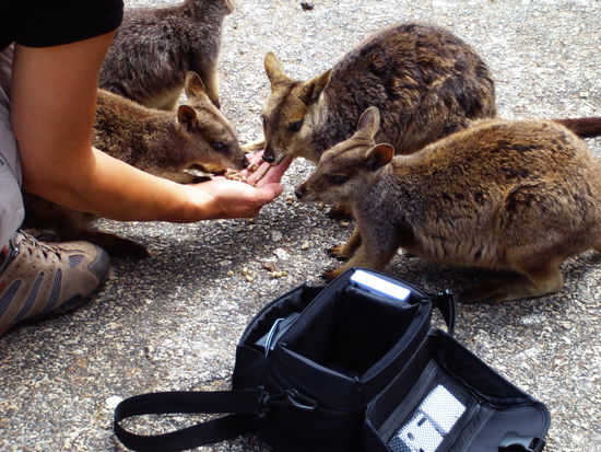 Fütterung der "Raubtiere"