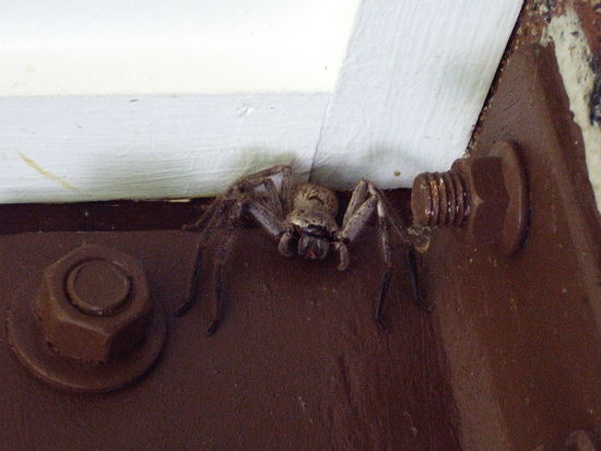 "kleine" Huntsman (und gaanz ungefährlich  )