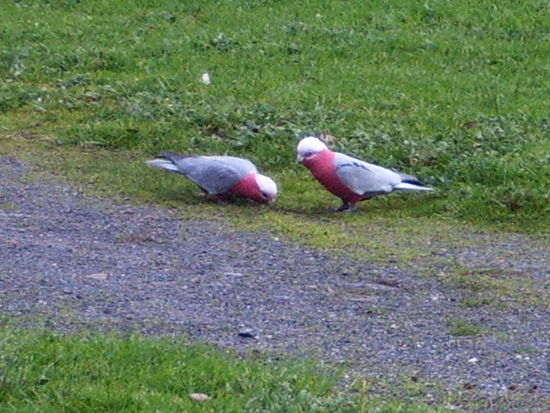 "Rosellas" im Park auf dem Weg zum Shopping Center
