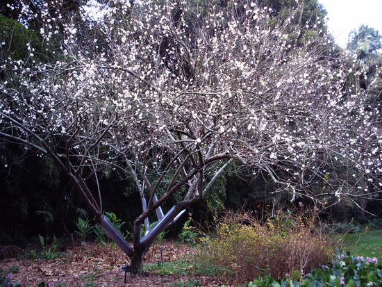 weiße Blütenpracht trotz Winter