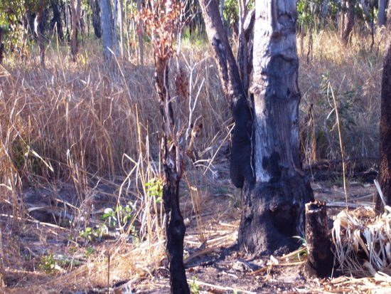 Dingo in australiens Natur