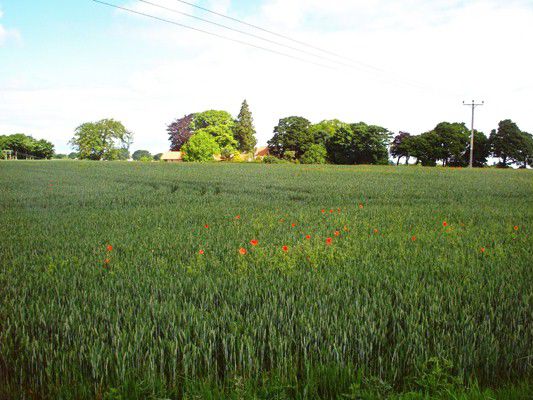 Auf dem Weg zur Rosslyn Chapel, vorbei an Feldern mit Mohnblumen