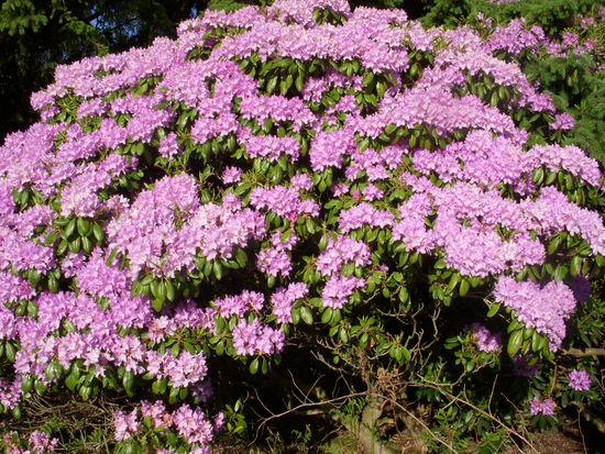 Rhododendronbüsche am Wegesrand