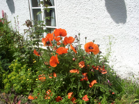 Mohnblumen im Vorgarten