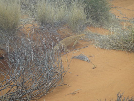 Waran, auf der "Flucht" 
