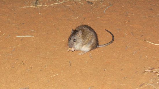 Nachtleben in der Simpsonwüste