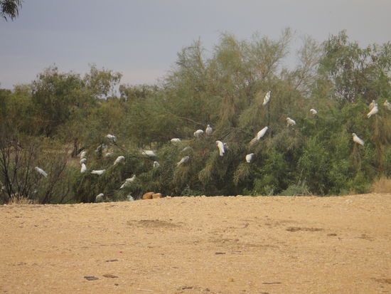 Kakadus am nachmittag