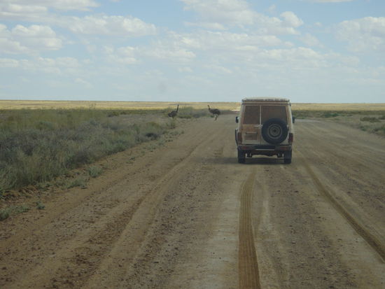 Emus auf dem Birdsvilletrack