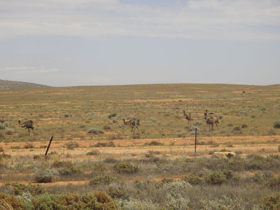 Emus am Wegesrand