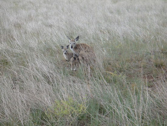Känguruhs am Wegesrand