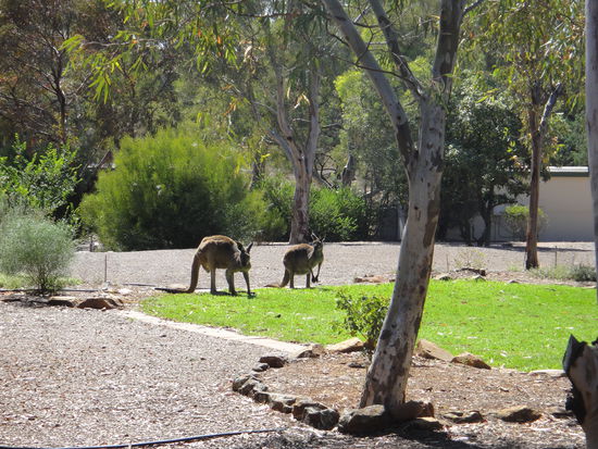 Frühstück mit Känguruhs ....