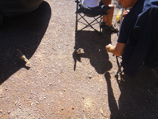 .... handzahmen Vögelchen ...