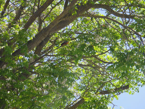 Rainbowloriket im Baumwipfel