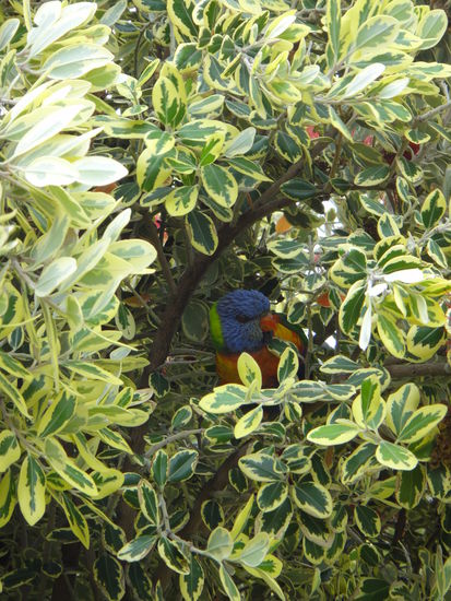 Regenbogen Lorikee im Busch vor unserer Cabin